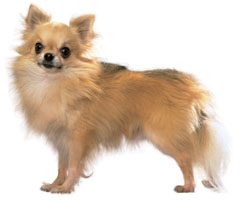 chihuahua2.JPG