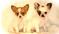 chihuahua3.jpg